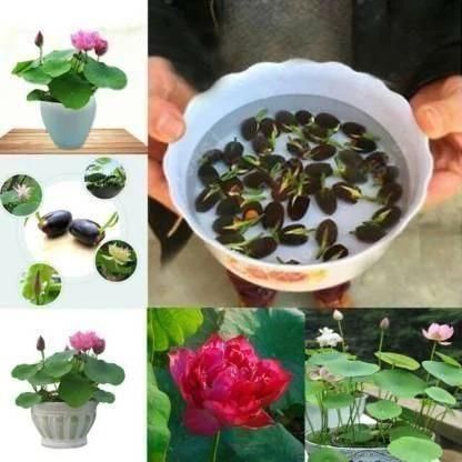 Premium Flower seeds (Japanese Bonsai Lotus)